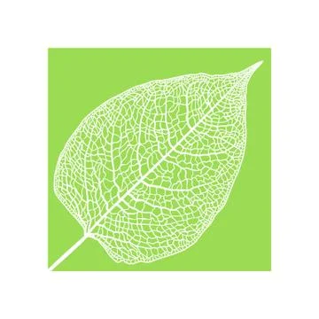 Manually drawn leaf skeleton Stock Illustration