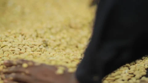 Manually drying coffee beans in Ethiopia Stock Footage 169666993