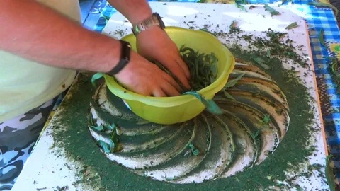 Manually folding the tea leaf Stock Footage 110751564