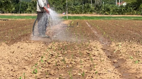 Manually irrigated field with water sprayed across the soil surface in a wide 库存影片 329561866
