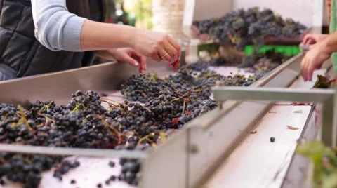Manually partition of grapes on the conveyor line at a winery Stock-Footage 61986465