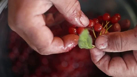 Manually Partition Of Red Berries From A Viburnum, Close Up Stock Footage 81123546