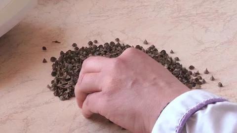 Manually sort the buckwheat seeds on the table. Video stock 128277418