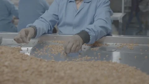 Manually sorting ingredients on production line Stock-Footage 327071078