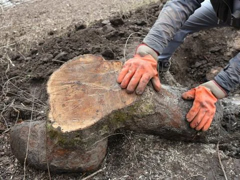 Manually uprooting a massive tree stump in a garden plot Stock Photos