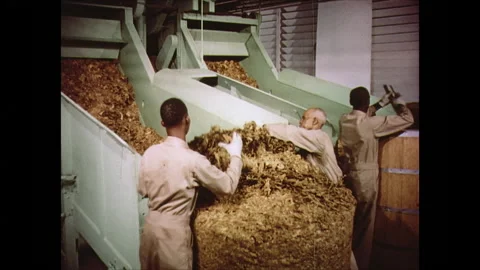 Manufacturing Cigarettes In A Factory Vídeos de archivo 155454803