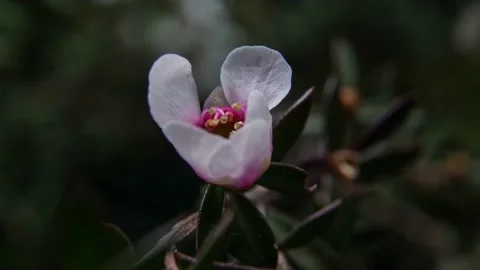 Manuka flower Timelapse Video stock 137943841