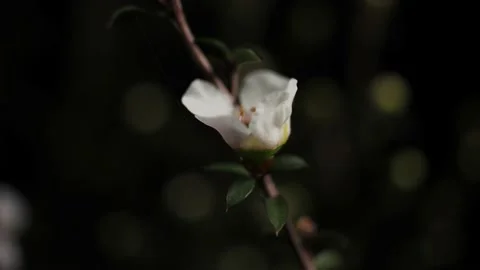 Manuka Flower Timelapse Video stock 139239629