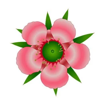 The Manuka Flower Vector 库存插图