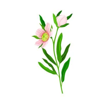 Manuka or Tea Tree Pink Flower with Five Petals on Tall Leafy Stem Vector Stock Illustration