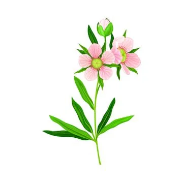 Manuka or Tea Tree Pink Flower with Five Petals on Tall Leafy Stem Vector Stock Illustration