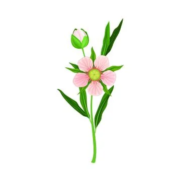 Manuka or Tea Tree Pink Flower with Five Petals on Tall Leafy Stem Vector Stock Illustration