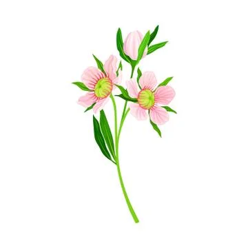 Manuka or Tea Tree Pink Flower with Five Petals on Tall Leafy Stem Vector Stock Illustration