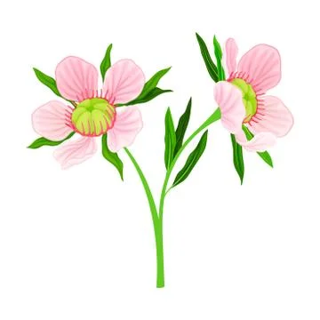 Manuka or Tea Tree Pink Flower with Five Petals on Tall Leafy Stem Vector Stock Illustration