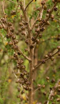 Manuka tea tree Stock Photos