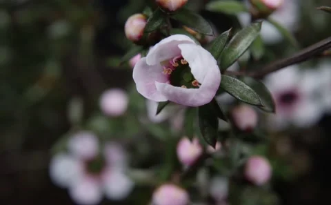 Manuka Timelapse Video stock 139950571