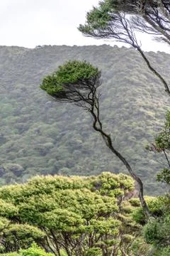Manuka tree in forest Stock Photos