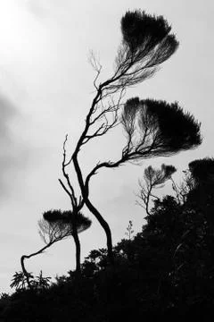 Manuka tree in forest Stock Photos