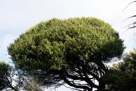 Manuka tree in forest Stock Photos