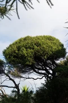 Manuka tree in forest Stock Photos