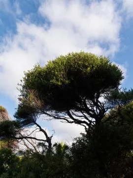 Manuka tree in forest Stock Photos