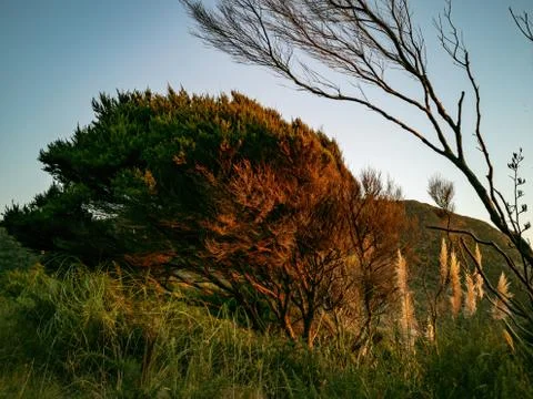 Manuka tree in sunset light Stock Photos