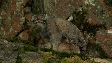 Manul - wild cat Stock Footage 45427814