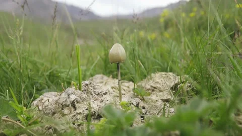 Manure cake and psilocybin Stock Footage 150155066