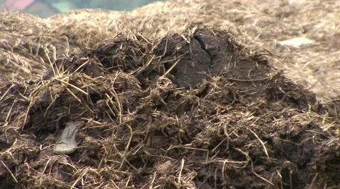 Manure closeup Vídeo Stock 41127619