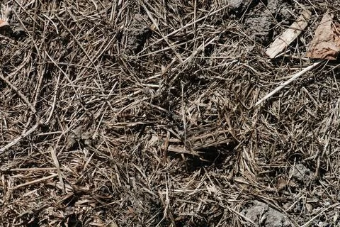 Manure compost texture close up. With a lot of dry grass blades and twigs mix Stock Photos
