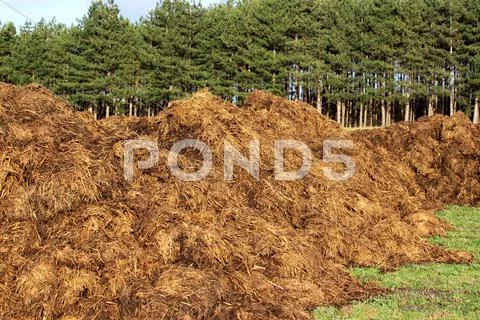 Manure Stock Photos