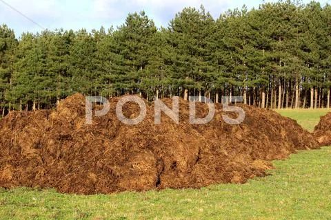 Manure Stock Photos