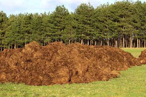 Manure Stock Photos
