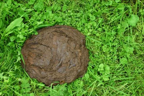 Manure Foto stock