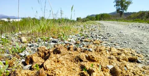 Manure Stock Photos