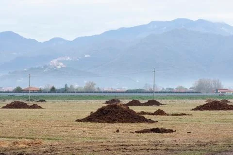 Manure Stock Photos