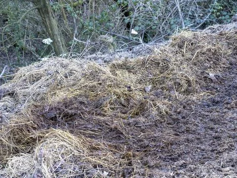 Manure Stock Photos