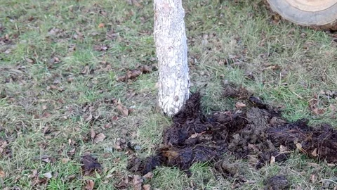Manure to a tree Stock Footage 75940943