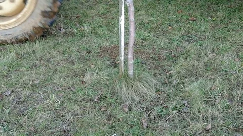 Manure to a tree Stock Footage 75941004