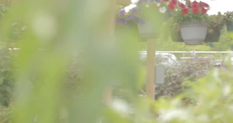 ManWalkingThroughGarden Stock Footage 88838625