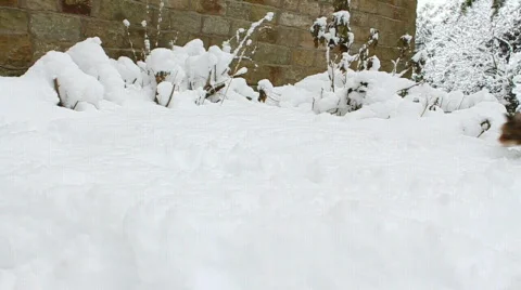 Manx Cat in Snow Stock Footage 597396
