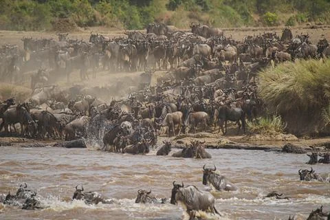 Many African Wildebeests (Gnu) migrate. They cross the Mara river. some death. Stock Photos