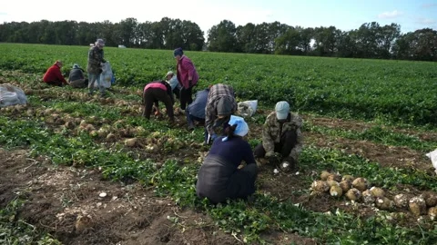 Many agricultural workers gathering celery knobs on a large are in summer 스톡 동영상 160131344