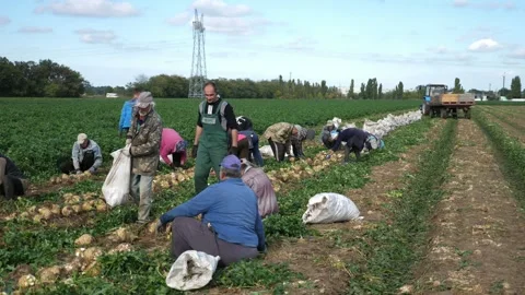 Many agricultural workers gathering celery knobs on a large are in summer Video stock 160131350