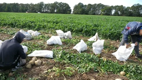 Many agro workers collecting celery roots in white sacks on a big field Vídeo Stock 157338899