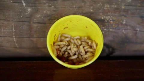 Many alive fat ugly fly maggots crawling isolated in yellow small plastic box Stock Footage 154869444