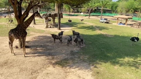 Many animals in the open zoo Stock Footage 251268587