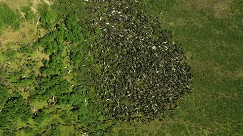 Many animals. Top-down view. Herd of deer. Deer walk. Aerial view. Animals graze Stock Footage 180224128