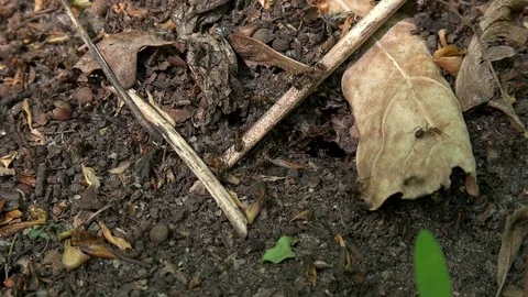 Many ants in an anthill close-up Stock Footage 75977279