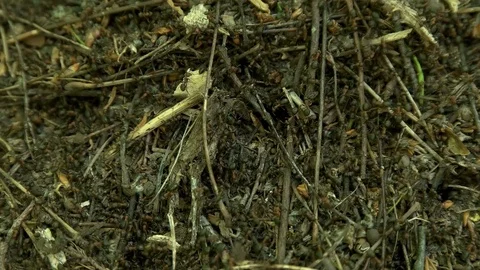 Many ants in an anthill close-up Stock Footage 75980671